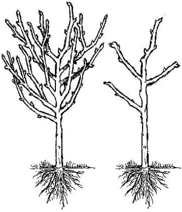 How to Prune Fruit Trees: Pruning Made Easy! - Dengarden