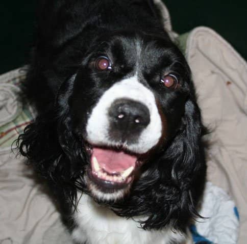Losing a canine friend can be just as painful as losing a human one. But when you deal with your grief, it's important you don't look for a new dog to replace your old one.