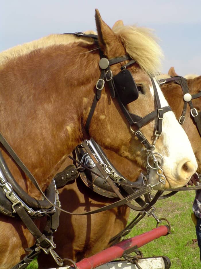 Тяжеловозные лошади могут быть подвержены определенным проблемам со здоровьем.