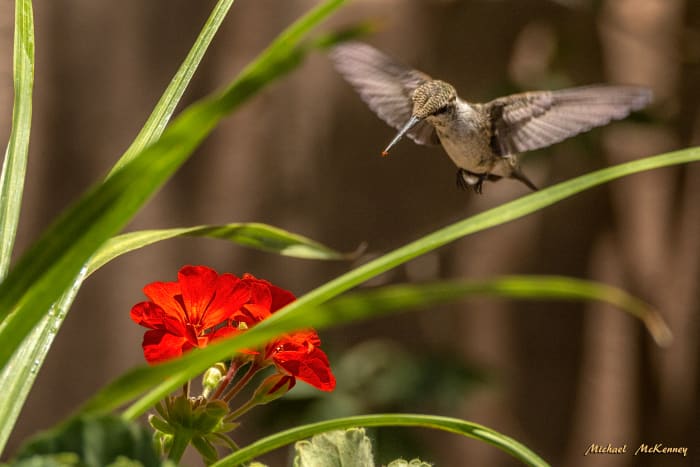 The hummingbirds are attracted to red flowers and my geraniums seemed to be the perfect way to get more of them into my backyard.