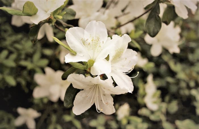 Las azaleas florecen a la sombra; el blanco es una opción de color para las flores.