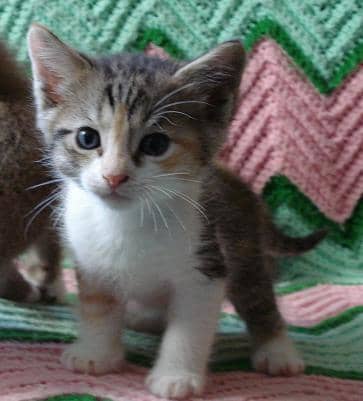 Caging kittens for the first few weeks of their life is the best way to ensure good litter box habits later on in life.