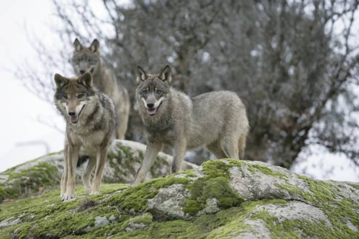 8-pieces-of-classical-music-inspired-by-dogs-foxes-and-wolves