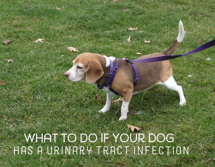 Home Remedies for Dogs With Urinary Tract Infections - PetHelpful