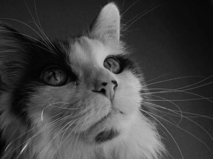 If your kitty has a white nose or white ears, you should keep him indoors during the afternoon to prevent feline skin cancer.