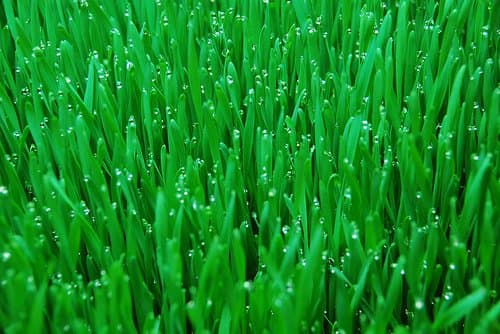 Hydroponic wheat grass. Photo Credit: http://www.flickr.com/photos/barnyardbbs/536028868/ under Creative Commons Attribution License