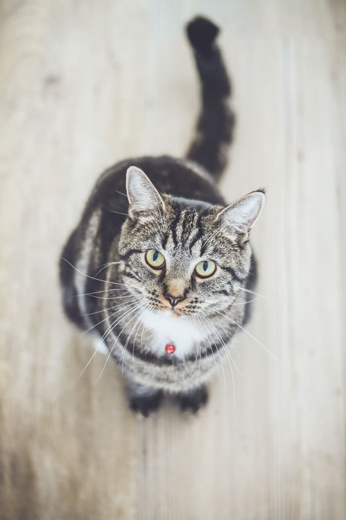 If your cat has cancer, you need information so you can make an informed decision on treatment options.