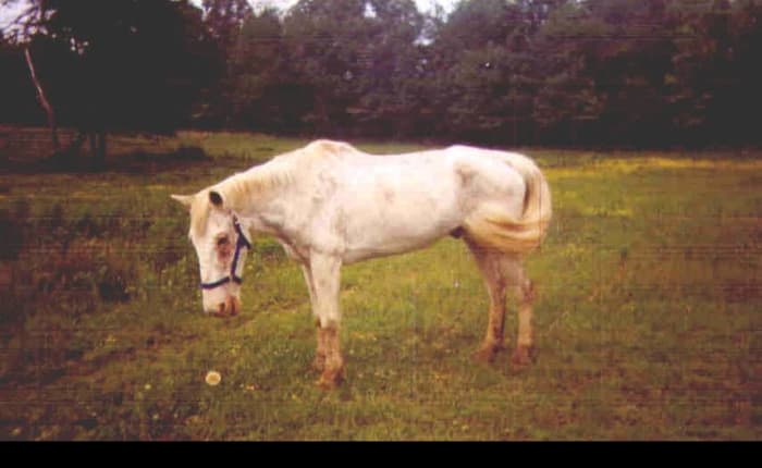 This is Shonac two weeks after being rescued. He is still malnourished-looking, but he has greatly improved and is healing from a fungal skin disease.