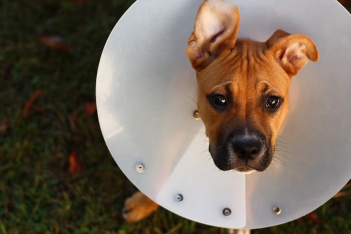Experts recommend spaying your dog, but making this decision might feel overwhelming. Here you can learn about the FAQs so you can make an informed decision.