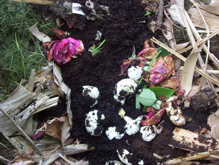 Compost - yard waste, egg shells, and roses - kind of pretty, isn't it? (photo by Dolores Monet)