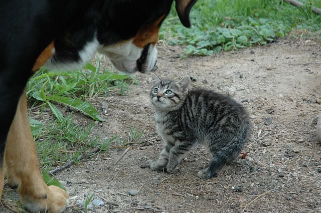Have a cat at home or thinking of getting one eventually? Here are some dog breeds that get along with furry felines.