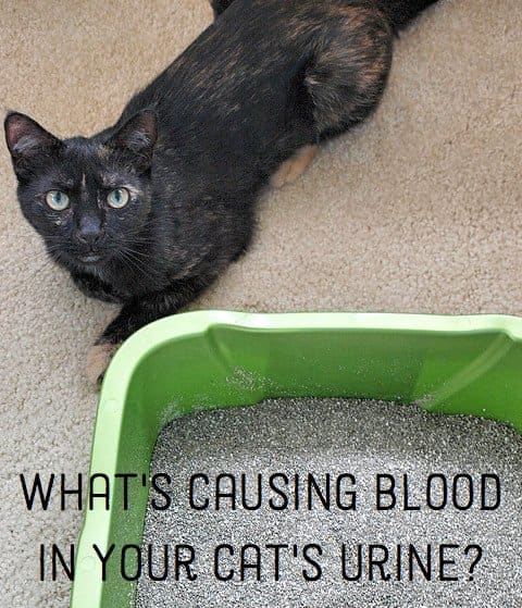 Vets share the major signs of a urinary tract infection UTI in cats and why you should call a vet right away