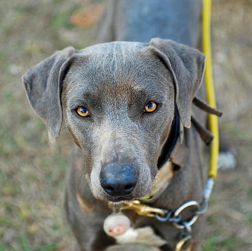 What Is a Blue Lacy Dog? - PetHelpful