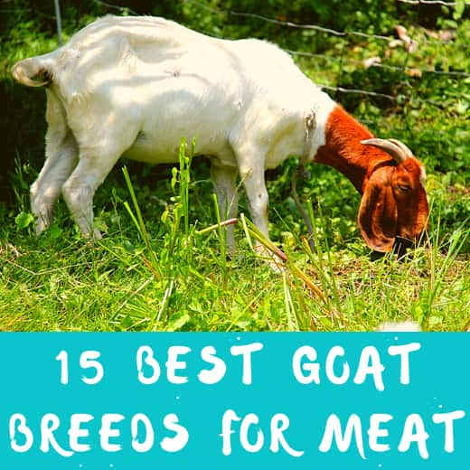 15 Best Goat Breeds for Meat PetHelpful