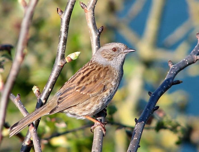 The dunnock was once known as the hedge sparrow, but it's not a sparrow at all. Instead, it belongs to a family of birds known as accentors.