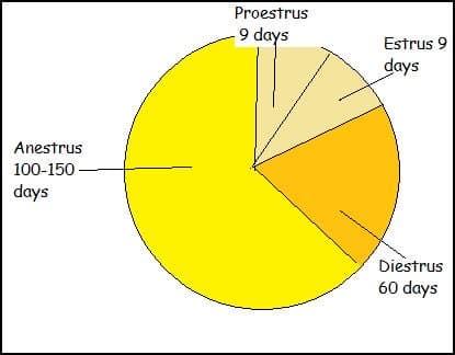A dog's heat cycle explained in pie chart form.