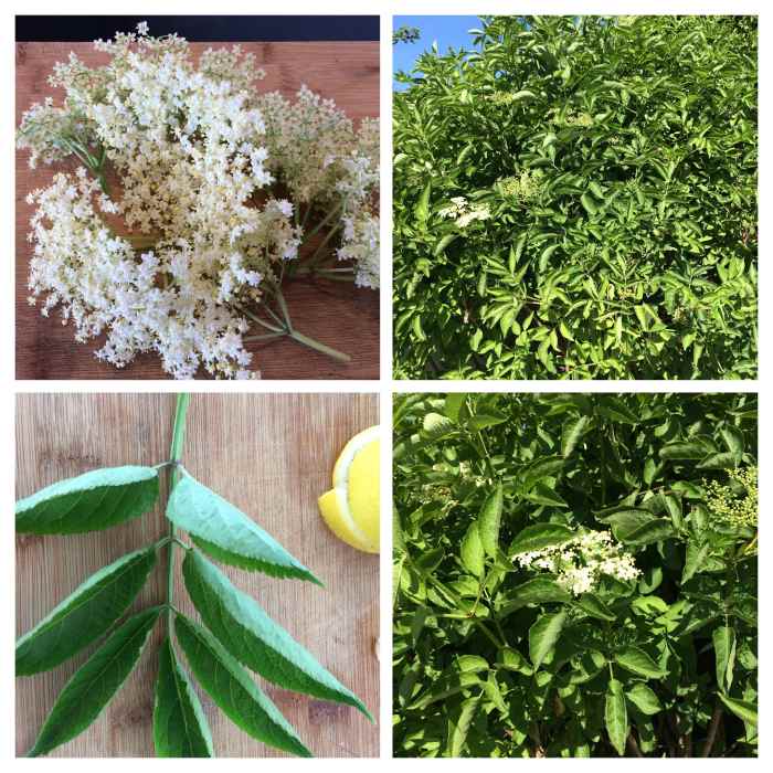 Identifying elderflowers. Top left, the sprays of flowers; bottom left, the leaf; right, the shrubby tree in a hedgerow.