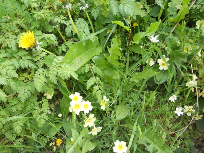 In this photo, there are primroses (centre bottom), dandelions (top left) and greater stitchwort (right) in a grassy bank