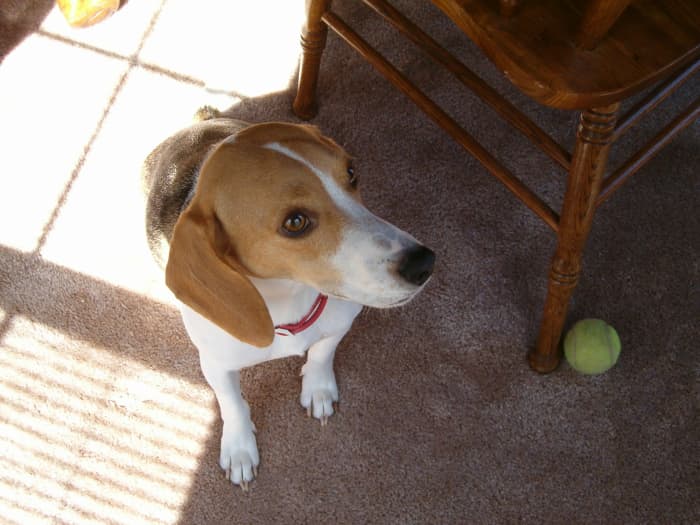 My precious beagle, who is now getting so much older. This is a picture of her when she was so much younger.