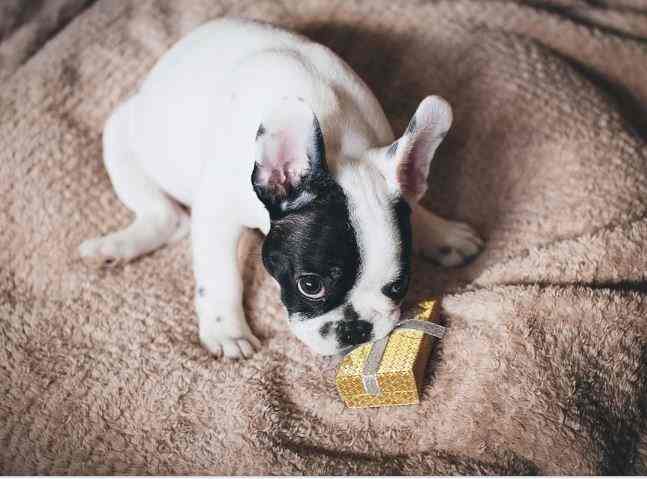 Puppies are particularly prone to blockages. 