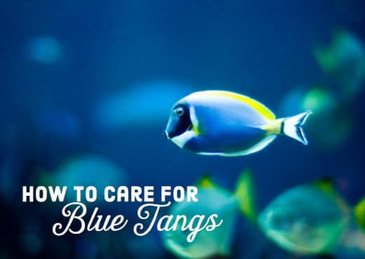Blue tang diet and care.