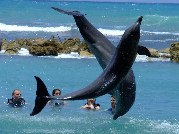 Families enjoy an intimate experience with the dolphins at Dolphins Cove (Ocho Rios Jamaica) which is the top thing to do with kids in Jamaica.