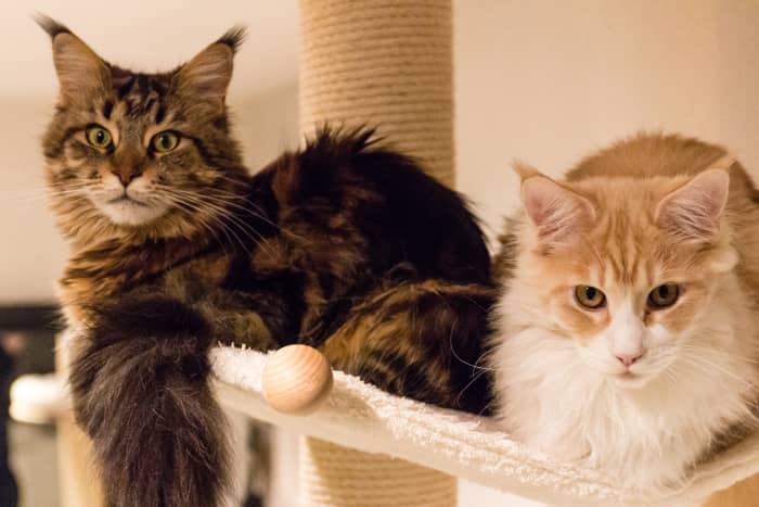 If you kitty loves sleeping in your closet and snuggling in your dresser drawers, make sure they're free of mothballs!