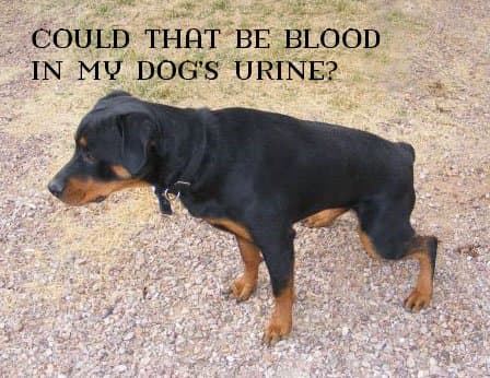 What does it mean if I see blood when my dog urinates? Should I be concerned? What should I do?