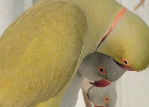 Indian Ringneck Parrots are beautiful birds with a lot of personality. Learn what it's like to have these parrots as pets.
