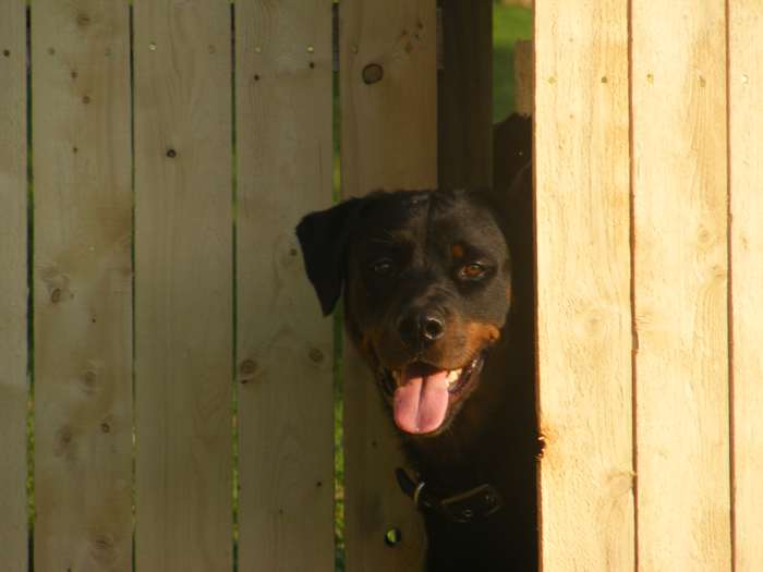 How to Prevent Fence Aggression in Dogs PetHelpful