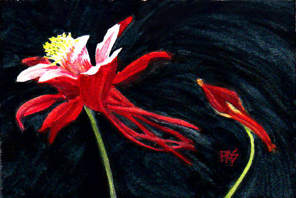 Columbine, 4" x 6" watercolor on cold press watercolor paper by Robert A. Sloan. The finished painting for this step by step demonstration.