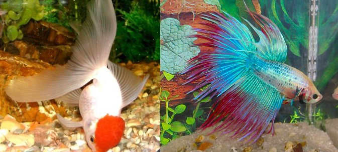 На этих фотографиях слева изображена холодноводная оранда, а справа — тропическая бетта (сиамская бойцовая рыба). 