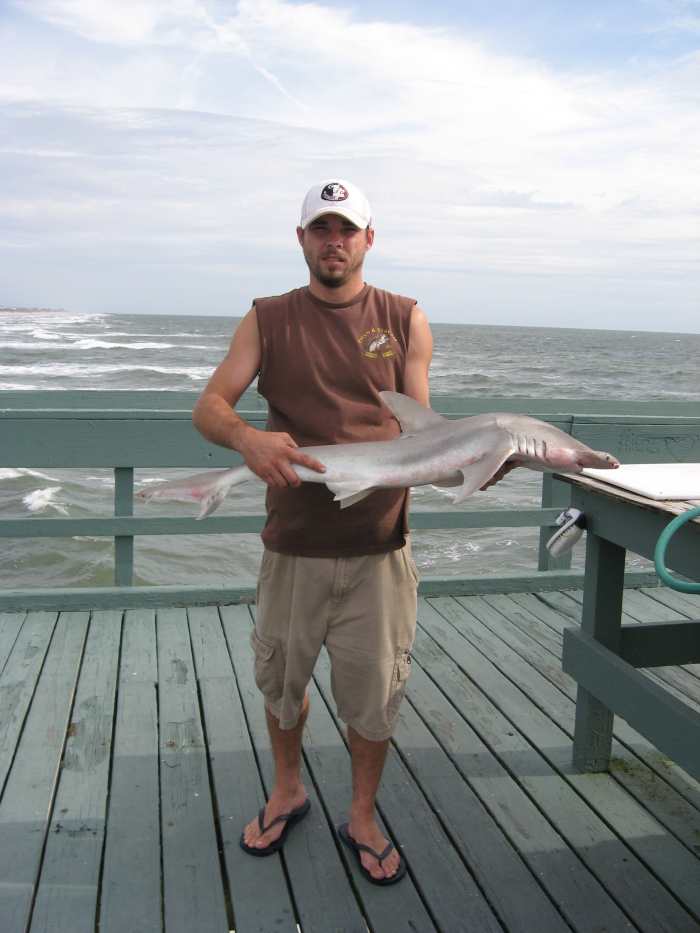 If you prepare it correctly, shark meat is very tasty.