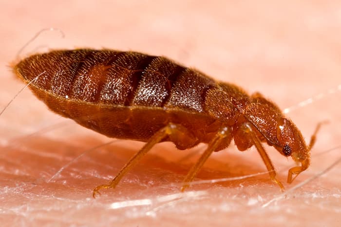 An adult Cimex Lectularius also known as a bed bug.