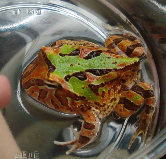 Horned frogs are generally pretty healthy, but like all animals they can develop illness and get sick.