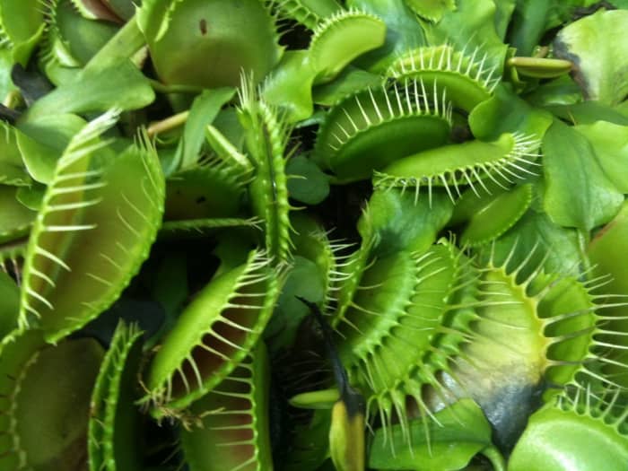 Smile! A happy, healthy Venus flytrap with lots of mouthy leaves.