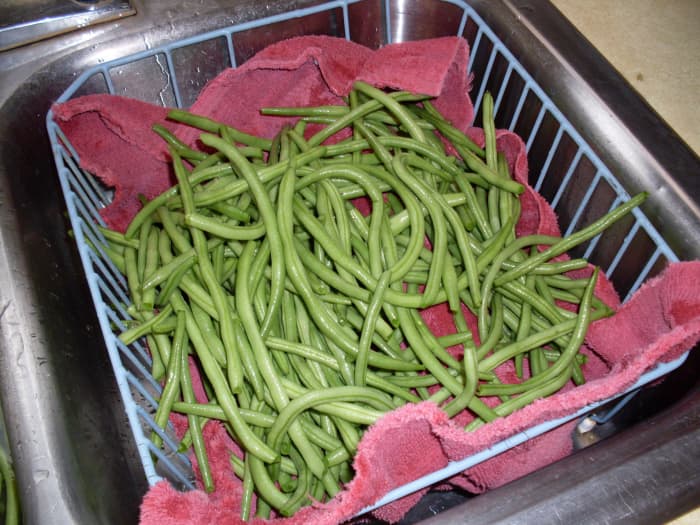 I started with French Filet green beans, a super-crisp, sweet bean perfect for pickling and regular snap bean recipes.
