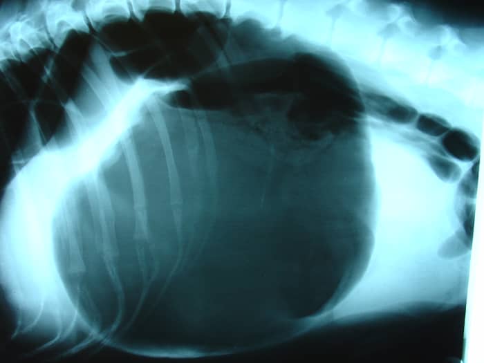 Stretching and twisting of a German Shepherd's stomach due to bloat. The dark area is gas trapped in the stomach.