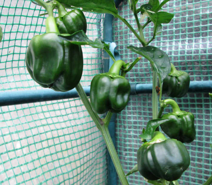 Lernen Sie, wie man süße Paprika anbaut.in Töpfen und Containern.