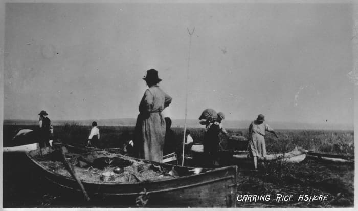 A Native North American family of long ago collects wild rice from their boat in 1915.