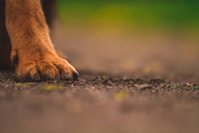 Почти все собаки рождаются с передними прибылыми пальцами, однако задние прибылые пальцы встречаются реже.