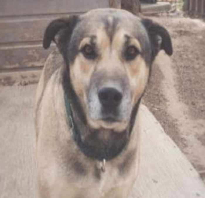 This photograph of Buster was used as a reference for the dog painting.