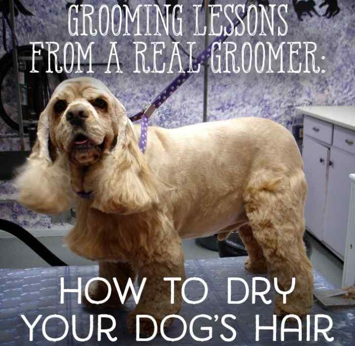 Lessons From a Groomer How to Dry Your Dog Correctly PetHelpful