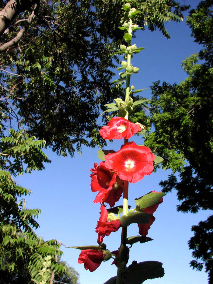 A big, red hollyhock thrives in Atlanta. The mild winters of the city provide an optimal climate for this hardy plant with beautiful blooms.