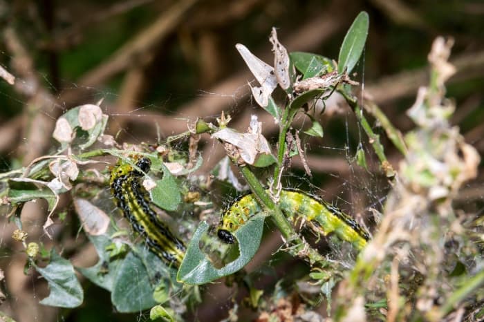 Identifizieren Sie 13 der häufigsten Gartenschädlinge und finden Sie heraus, wie Sie sie loswerden können.