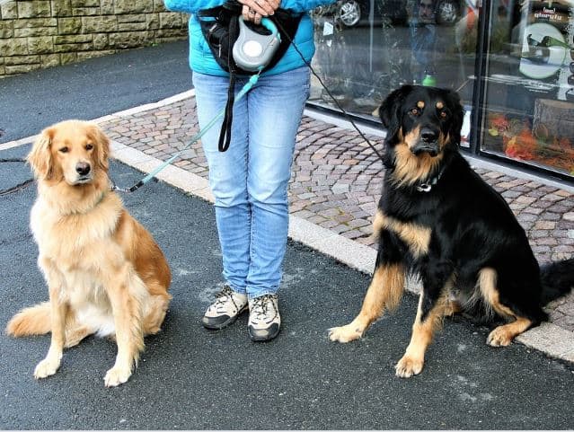 Did you know that your retractable leash—although very convenient and easy to use—poses a potential danger to your dog?