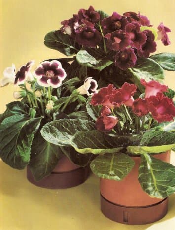 Gloxinias, or florist Gloxinias (Sinningia speciosa), are the most glorious summer and autumn flowering house plants.