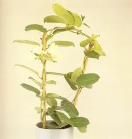 Madagascar Jasmine or Wax flower is a heavily perfumed climber. The waxen flowers appear in groups or 'pips' along the stems.