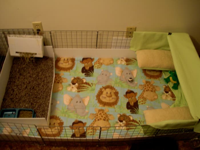 Choosing to build a C&C cage means the sky's the limit to all different types of customizations. This is a 2x4 C&C cage that my piggies Wilson and Apollo currently share.