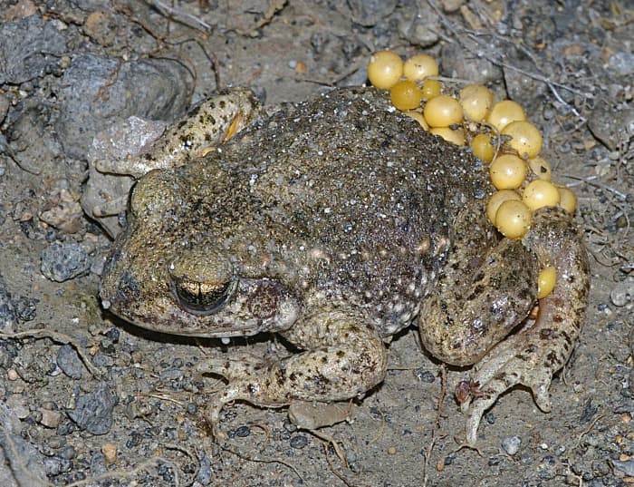 A male common midwife toad (Alytes obstetricans) carrying eggs